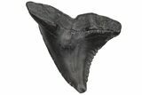 Snaggletooth Shark (Hemipristis) Tooth - South Carolina #211675-1